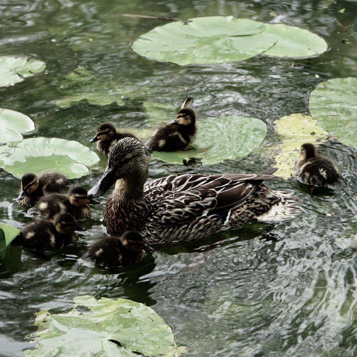 Duck Terrace With Gym Duckling Stays Kibworth Harcourt エクステリア 写真